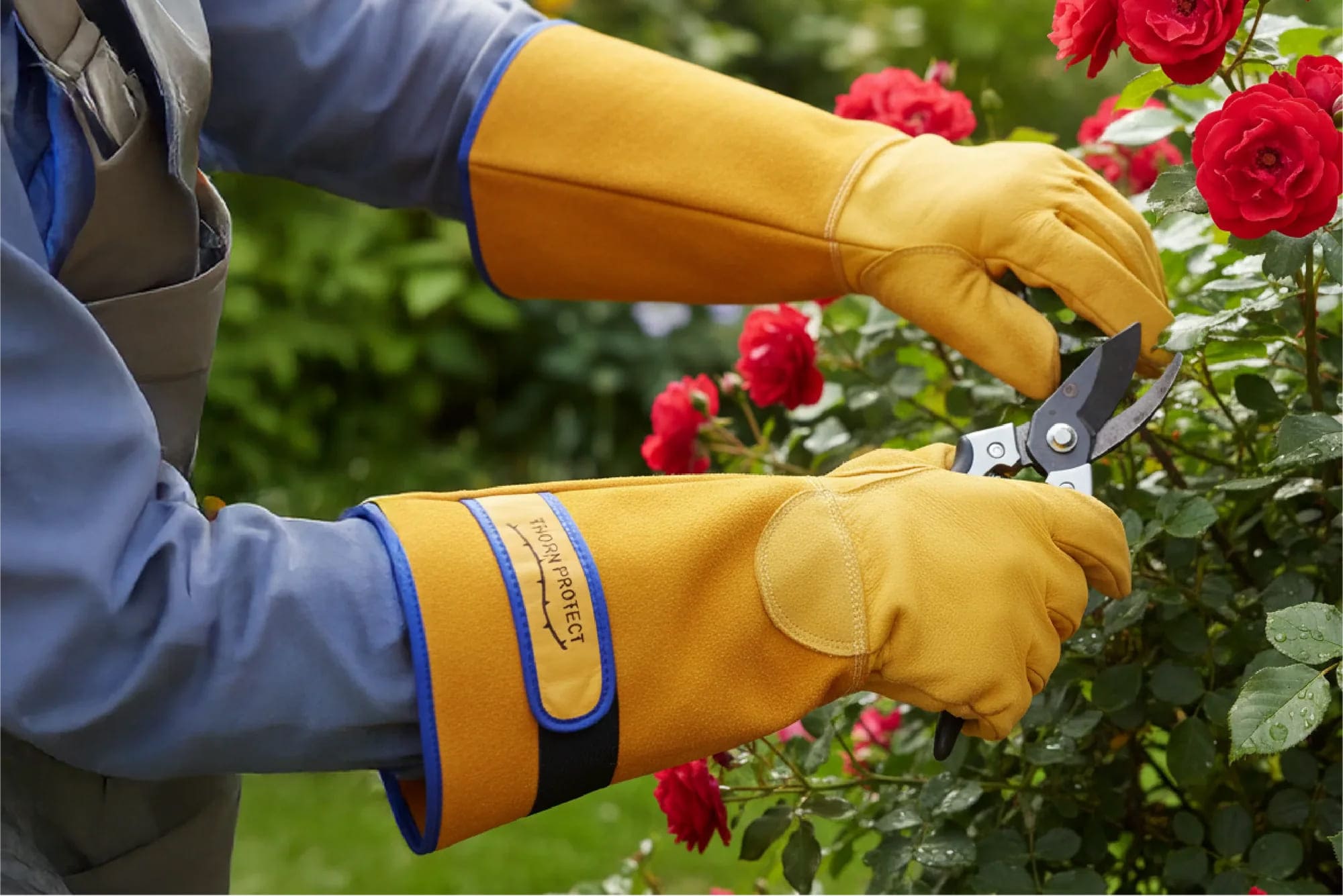 Gants de jardin taillant des rosiers en fleur avec des sécateurs