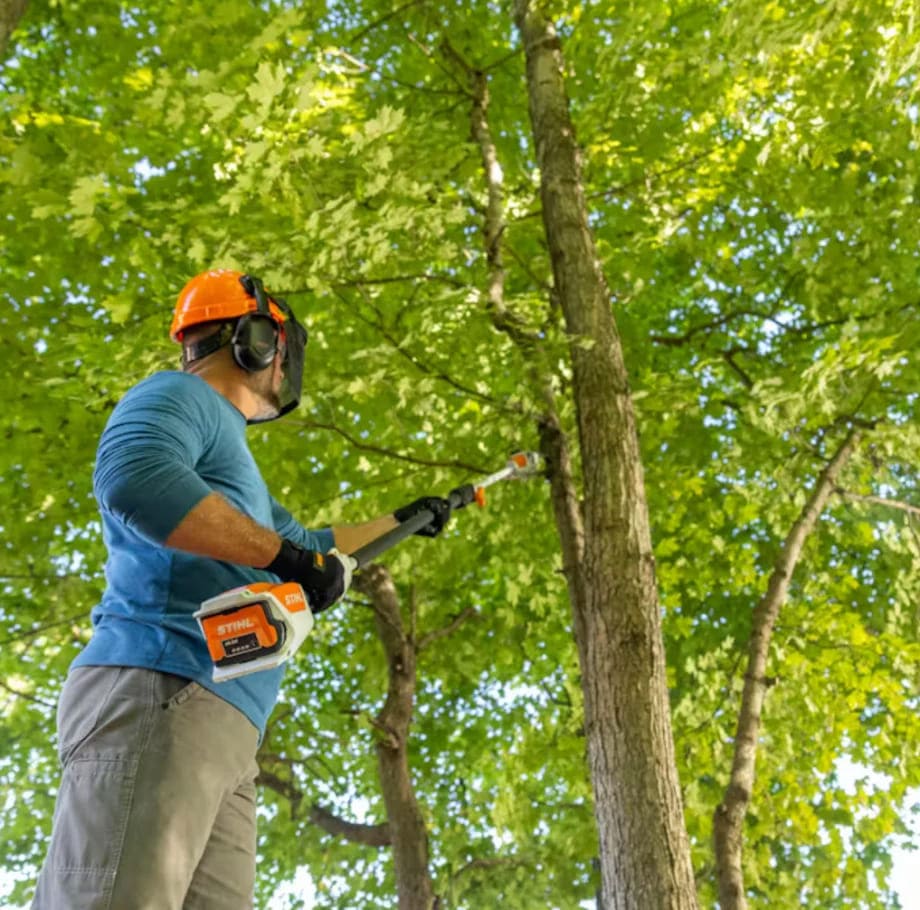 Élagage d'une branche haute avec une élagueuse sur perche télescopique