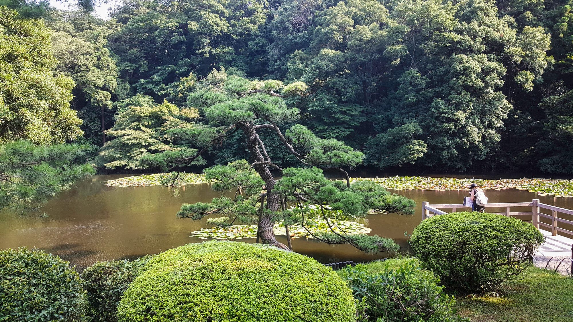 Jardin japonais avec bassin calme et pin sous la lumière d'hiver